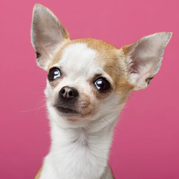 Chihuahua, 2 yıl yaşlı, pembe bir arka plan yakın çekim — Stok fotoğraf