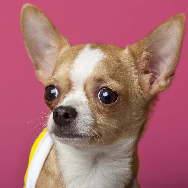 Close-up of Chihuahua, 6 months old, in front of pink background — Stock Photo, Image