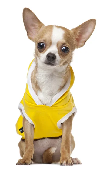 Cãozinho Chihuahua vestido, 6 meses, sentado na frente do fundo branco — Fotografia de Stock