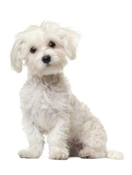 Maltské štěně, 6 měsíců starý, sedí v přední části bílé pozadí — Stock fotografie