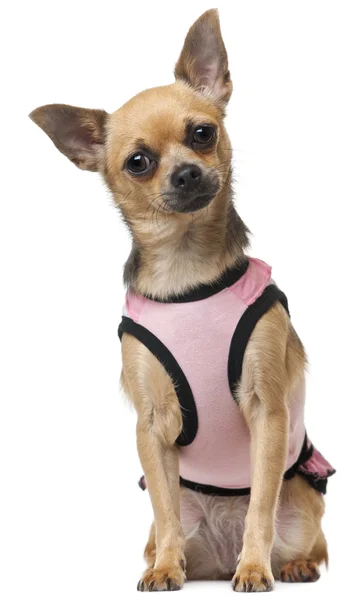 Chihuahua w różowej koszuli, 12 miesięcy, siedząc z przodu białe tło — Zdjęcie stockowe