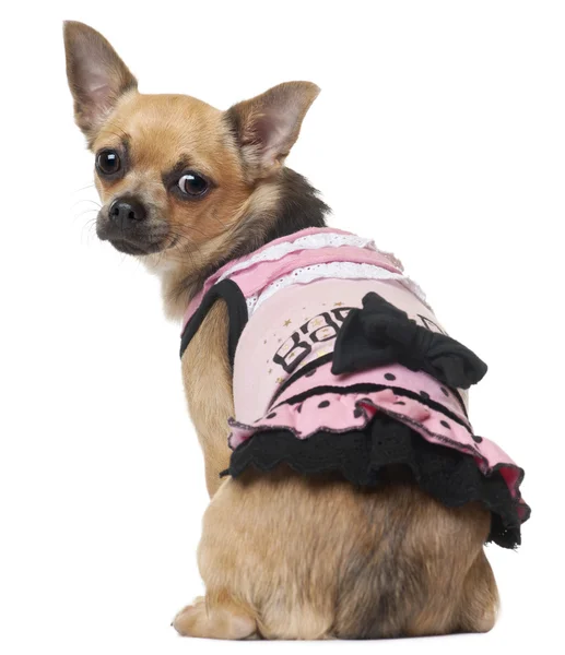 Chihuahua i rosa klänning, 12 månader gammal, sitter framför vit bakgrund — Stockfoto
