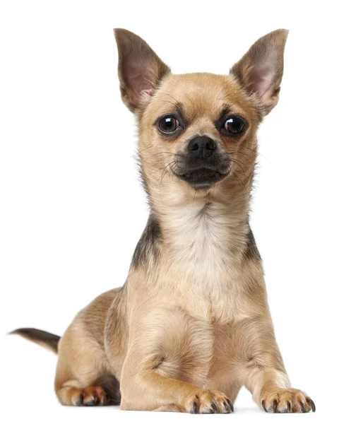 Chihuahua, 12 months old, lying in front of white background — Stock Photo, Image