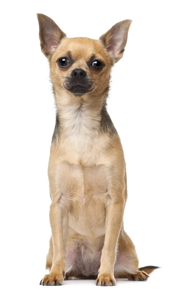 Chihuahua, 12 months old, sitting in front of white background — Stock Photo, Image
