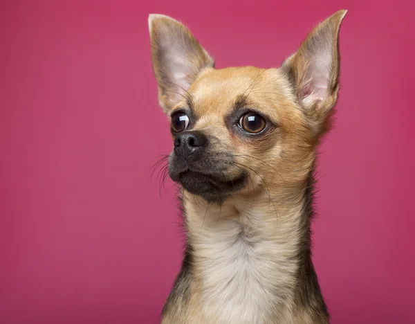 Close-up of Chihuahua, 12 months old, in front of pink background — Stock Photo, Image