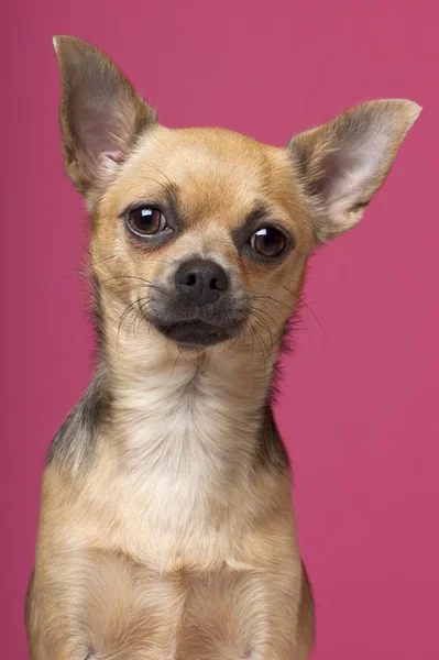 Zbliżenie: Chihuahua, 12 miesięcy, przed różowy tło — Zdjęcie stockowe