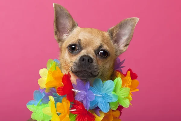 Közeli kép: Chihuahua rajta színes lei, 12 hónaposnál fiatalabb, rózsaszín háttér előtt — Stock Fotó