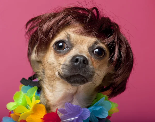 Close-up of Chihuahua wearing wig and colorful lei, 12 months old, in front of pink background — Stock Photo, Image