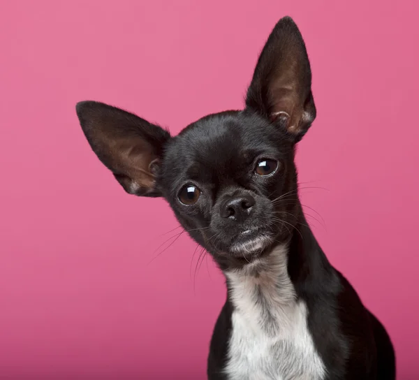 Close-up de Chihuahua, 18 meses, em frente ao fundo rosa — Fotografia de Stock