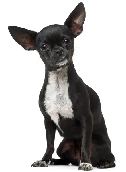 Chihuahua, 18 месяцев, сидит на белом фоне — стоковое фото
