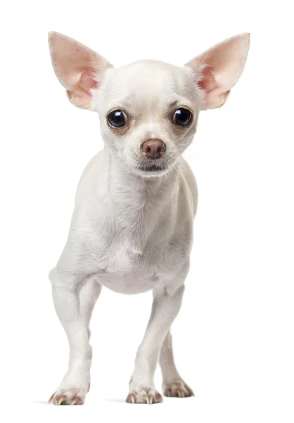 Chihuahua filhote de cachorro, 6 meses, de pé em frente ao fundo branco — Fotografia de Stock