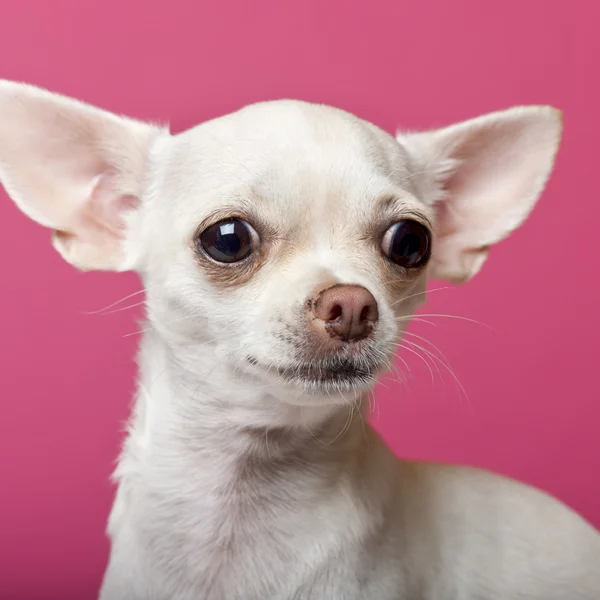 Primo piano del cucciolo di Chihuahua, 6 mesi, davanti allo sfondo rosa — Foto Stock