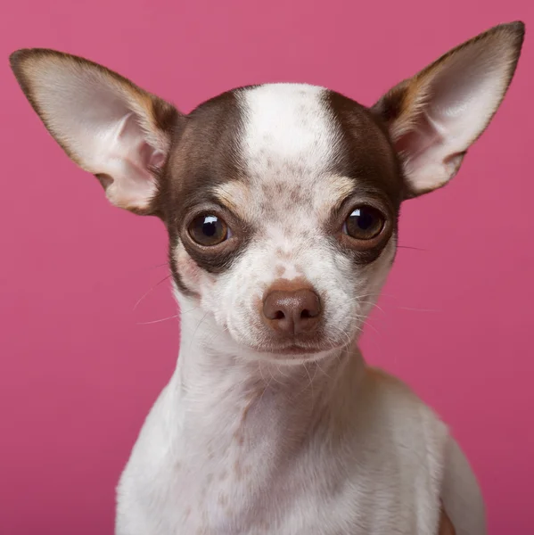 Primer plano del cachorro Chihuahua, de 6 meses de edad, frente a fondo rosa —  Fotos de Stock