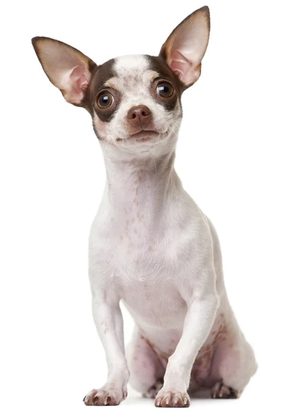 Szczeniak Chihuahua, 6 miesięcy, siedząc z przodu białe tło — Zdjęcie stockowe