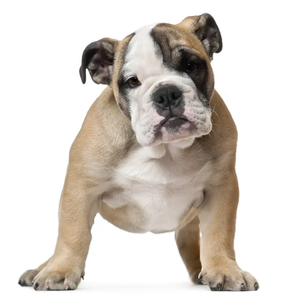 Cachorrinho inglês Bulldog, 11 semanas, de pé em frente ao fundo branco — Fotografia de Stock