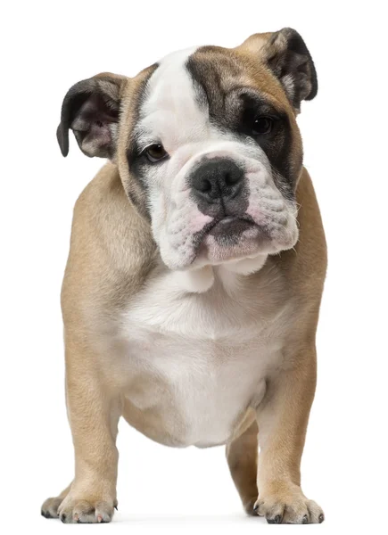 Cachorrinho inglês Bulldog, 11 semanas, de pé em frente ao fundo branco — Fotografia de Stock