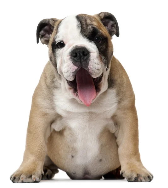 English Bulldog catelus gâfâind, 11 săptămâni, în fața fundalului alb — Fotografie, imagine de stoc