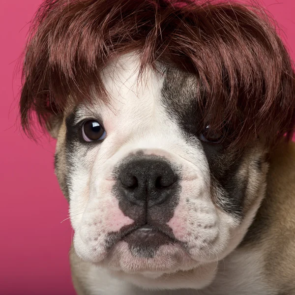 Primo piano del cucciolo di Bulldog inglese con una parrucca, 11 settimane, davanti allo sfondo rosa — Foto Stock
