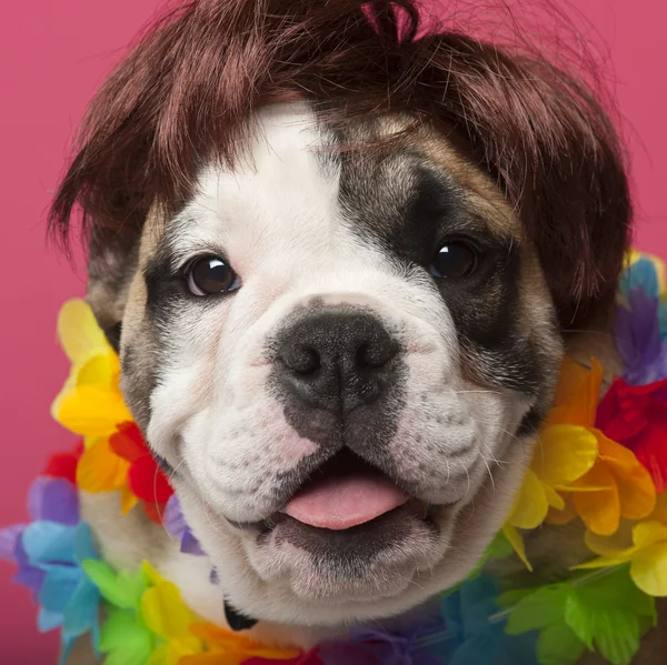 Close-up of English Bulldog puppy wearing a wig and colorful lei, 11 weeks old, in front of pink background — Stock Photo, Image