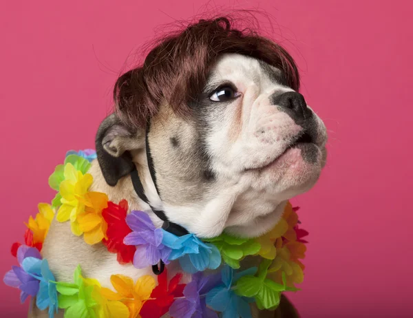 Close-up of English Bulldog puppy wearing a wig and colorful lei, 11 weeks old, in front of pink background — Stock Photo, Image
