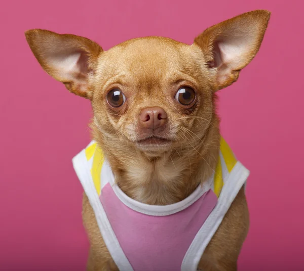 Close-up de Chihuahua vestindo camisa, 3 anos, na frente de fundo rosa — Fotografia de Stock
