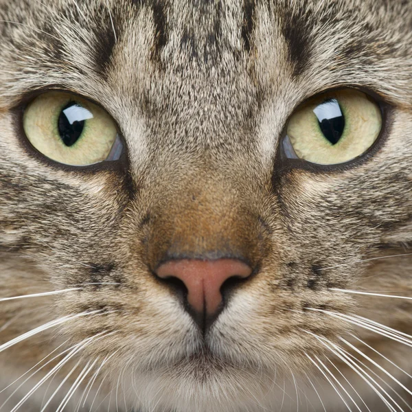 Close-up van Europese korthaar kat, 9 maanden oud — Stockfoto