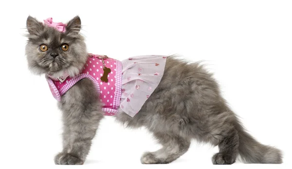 Perzisch-kitten gekleed in roze, 3 maanden oud, voor witte achtergrond — Stockfoto