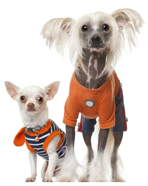 Dressed Chihuahua and Chinese Crested dog in front of white background — Stock Photo, Image