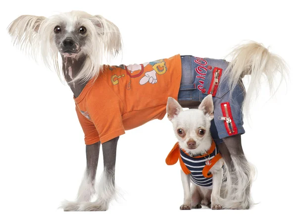 Dressed Chihuahua and Chinese Crested dog in front of white background — Stok fotoğraf