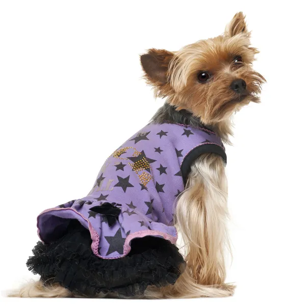 Yorkshire Terrier wearing purple dress in front of white background — Stockfoto