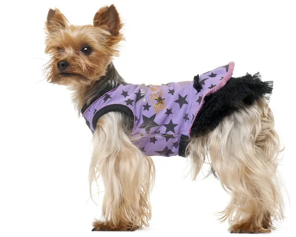 Yorkshire Terrier wearing purple dress in front of white background — Stock Photo, Image