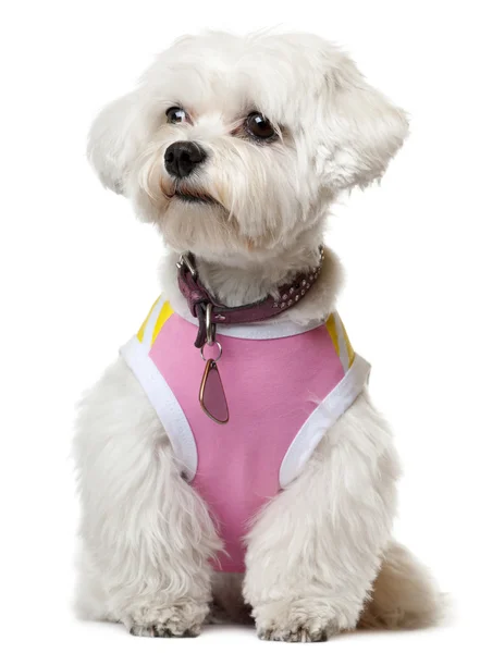 Maltese wearing pink shirt sitting in front of white background — Stock Photo, Image