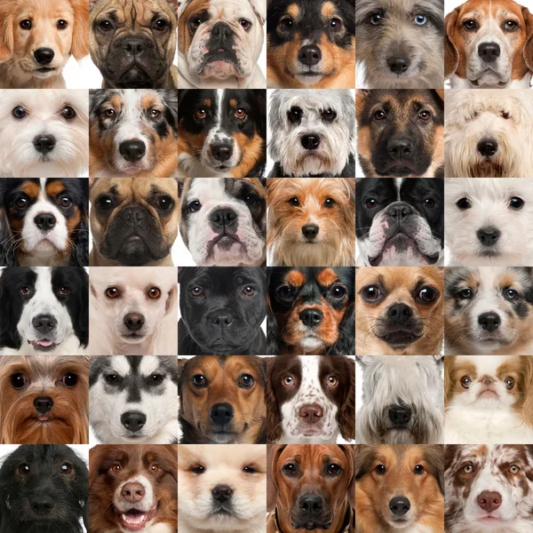 Collage of 36 dog heads — Stockfoto