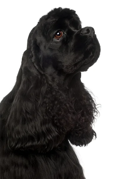 Close-up of American Cocker Spaniel, 1 year old, in front of white background — Stock Photo, Image