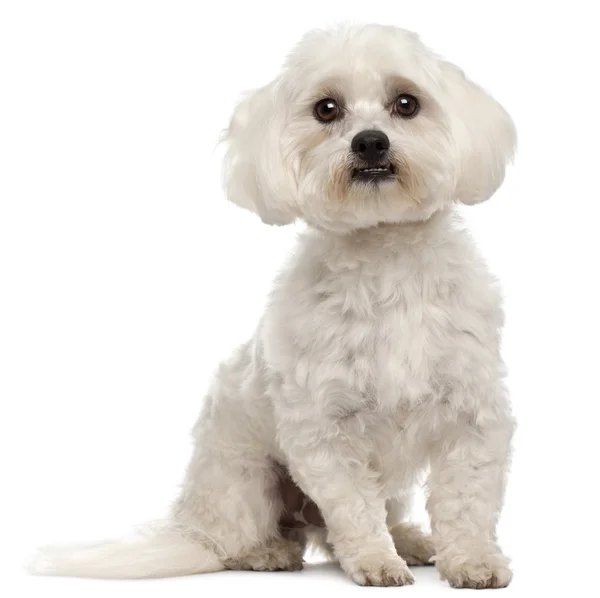 Maltese, 3 years old, sitting in front of white background — Zdjęcie stockowe