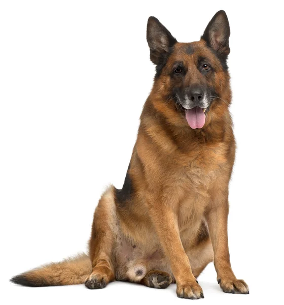 German Shepherd Dog, 11 years old, sitting in front of white background — Stock Photo, Image