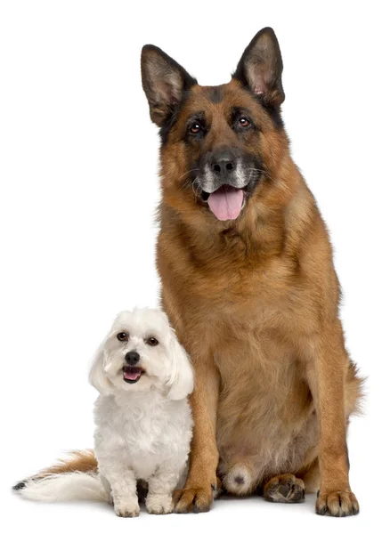 German Shepherd Dog, 11 years old, and Maltese, 3 years old, in front of white background — Stock Photo, Image