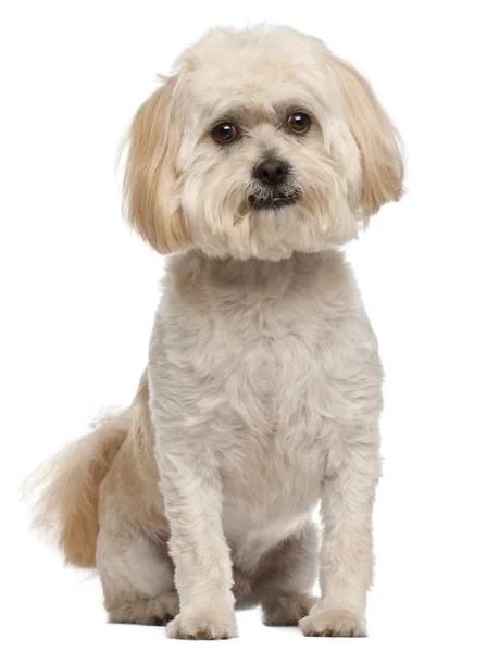 Mischlingshund, 5 Jahre alt, sitzt vor weißem Hintergrund — Stockfoto