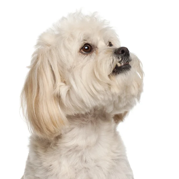 混合品種の犬、白い背景の前で、5 歳のクローズ アップ — ストック写真