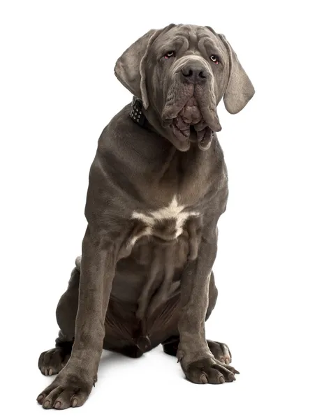 Neapolitan Mastiff puppy, 6 months old, sitting in front of white background — Stock Photo, Image