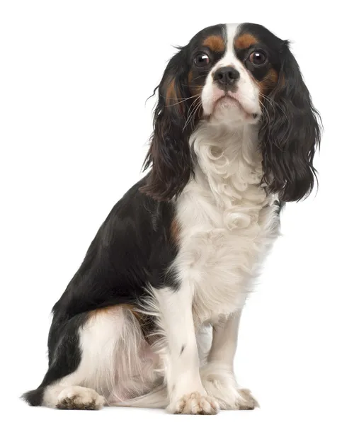 Cavalier King Charles Spaniel, 14 months old, sitting in front of white background — Stock Photo, Image