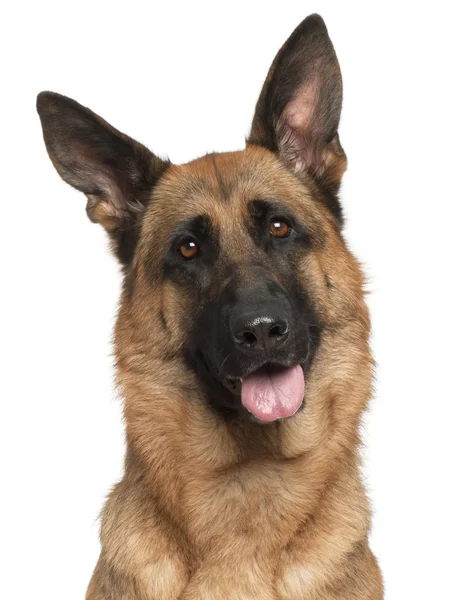 Close-up of German Shepherd Dog panting, 3 years old, in front of white background — Stock Photo, Image