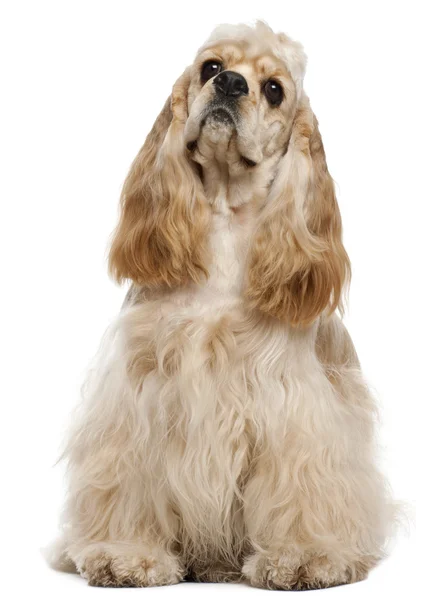 American Cocker Spaniel, 1 year old, sitting in front of white background — Stok fotoğraf