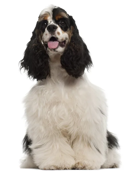 American Cocker Spaniel puppy, 6 months old, sitting in front of white background — Stock Photo, Image