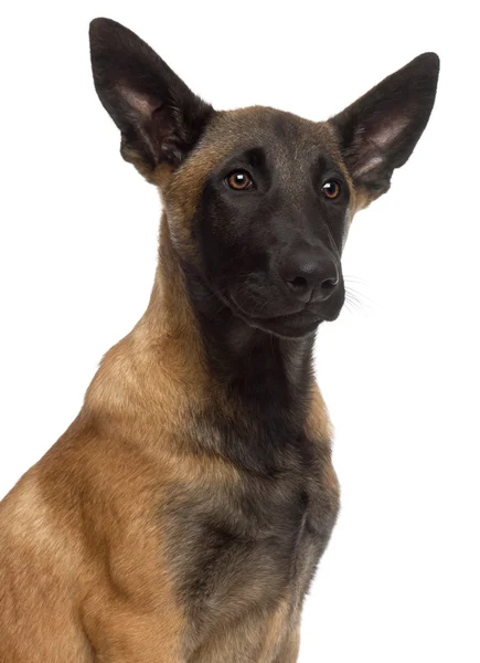 Close-up of Belgian Shepherd Dog, 4 months old, in front of white background — Stock Photo, Image