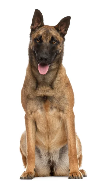 Belgian Shepherd Dog, 10 months old, sitting in front of white background — Stock Photo, Image