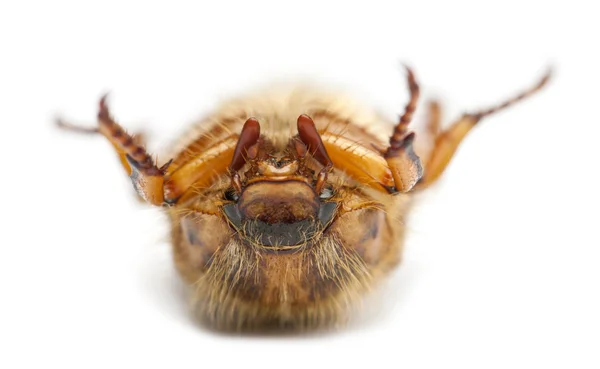 여름 풍뎅이과 곤충 또는 유럽 6 월 딱정벌레, Amphimallon solstitiale, 흰색 배경 앞 — 스톡 사진