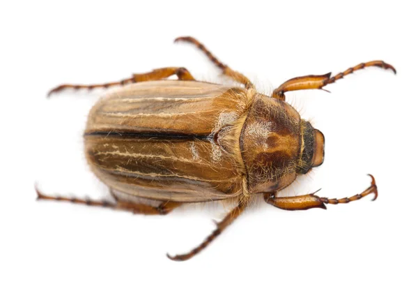 Zomer chafer of Europese juni kever, amphimallon solstitiale, voor witte achtergrond — Stockfoto