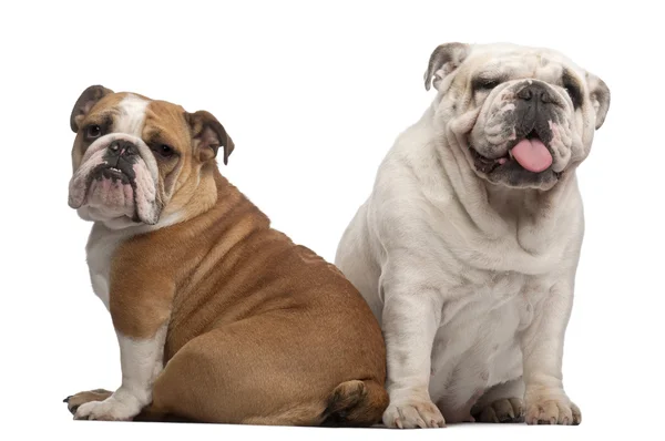 English Bulldogs, 2 years old and 7 months old, in front of white background — Stock Photo, Image