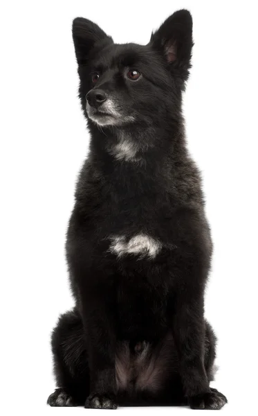 German Spitz, 5 years old, sitting in front of white background — Stock Photo, Image